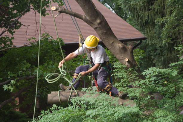 Best Commercial Tree Services  in Raven, VA